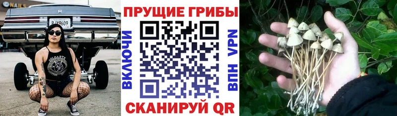 Галлюциногенные грибы Cubensis Железноводск
